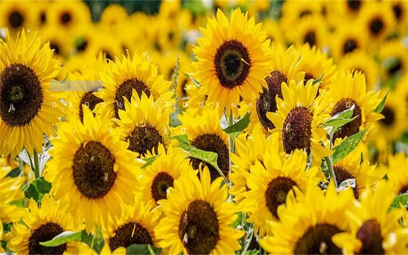 華夏銀行信用卡 起訴（華夏信用卡逾期說是調(diào)查組）