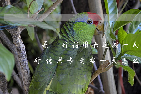 華夏銀行信用卡逾期一天怎么收費-華夏銀行信用卡逾期一天怎么收費的