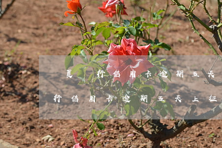 華夏銀行信用卡逾期五天上征信嗎-華夏銀行信用卡逾期五天上征信嗎有影響嗎
