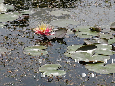 華夏銀行信用卡逾期核對地址(華夏銀行信用卡逾期核對地址)