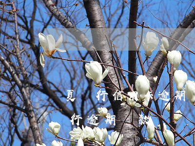 華夏銀行信用卡逾期調(diào)解(華夏銀行逾期貸款)