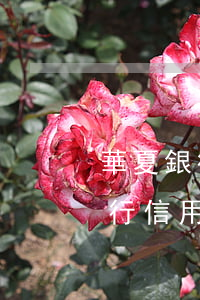 華夏銀行信用卡逾期騷擾公司領導-華夏銀行信用卡逾期騷擾公司領導有責任嗎