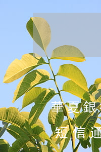 華夏銀行協(xié)商停息掛賬成功沒有短信通知-華夏銀行協(xié)商還款后為什么還在逾期賬單