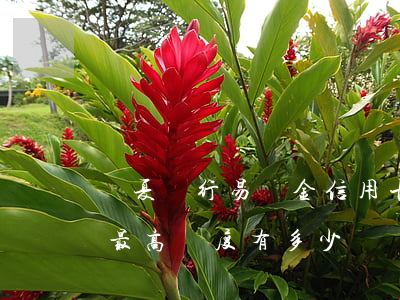 華夏銀行易達金信用卡利息(華夏銀行易達金最高額度有多少)