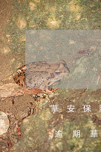 華安保險(xiǎn)助學(xué)貸款逾期(華安保險(xiǎn)助學(xué)貸款電話(huà))