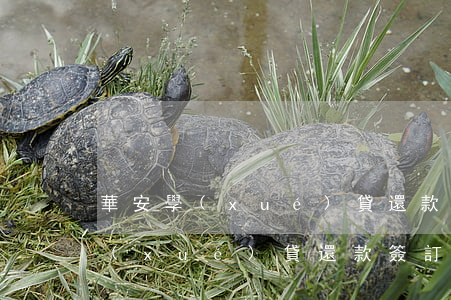 華安學(xué)貸還款簽訂逾期了(華安學(xué)貸還款簽訂逾期了)