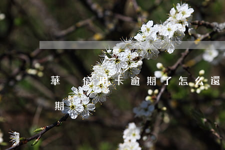 華廈信用卡逾期了怎么還(華夏銀行 信用卡 逾期)