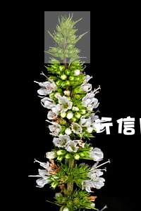 華行信用卡逾期怎么辦(華行信用卡逾期怎么辦)