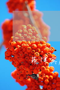 菲律宾pldt逾期(菲律宾 pldt)