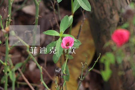 菲迪克條款