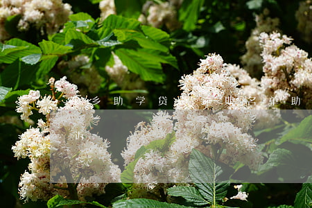 萍乡助学贷款逾期名单(助学贷款利息逾期申诉)