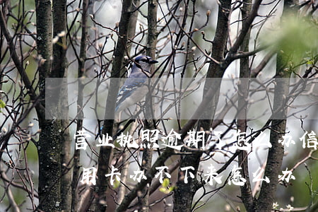 营业执照逾期了怎么办信用卡(有过逾期办信用卡办不下来怎么办)