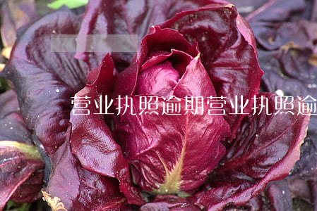营业执照逾期 营业执照逾期没有年检怎么办