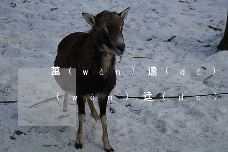 萬(wàn)達(dá)貸欠50000(萬(wàn)達(dá)貸欠了1年)