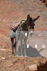 萬(wàn)達(dá)貸逾期一天扣多少錢(還款逾期一天扣多少錢)