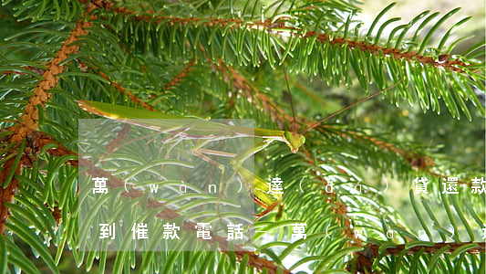 萬(wàn)達(dá)貸還款日還款后接到催款電話-萬(wàn)達(dá)貸還款日還款后接到催款電話怎么辦
