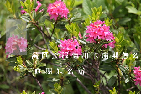 萬匯金服信用卡逾期怎么辦(萬匯金服信用卡逾期怎么辦)