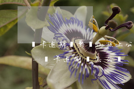 萬卡逾期會影響小孩上公立學(xué)嗎-萬卡逾期會怎么樣