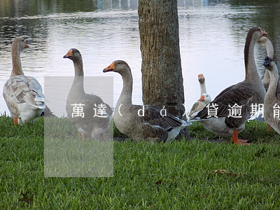 萬達(dá)貸逾期能不能分期