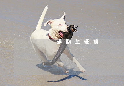 萬達貸逾期上征信嗎-萬達貸征信不好能貸嗎