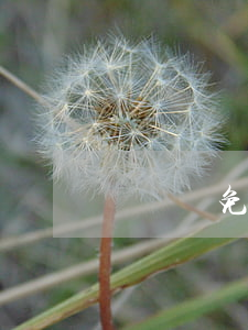 萬邁騰免息分期