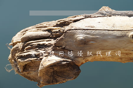 著作权网络侵权代理词