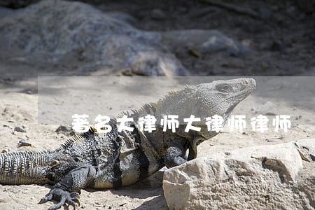 著名大律师(大律师 律师)