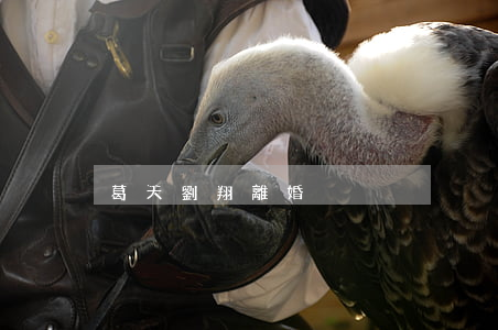 葛天劉翔離婚