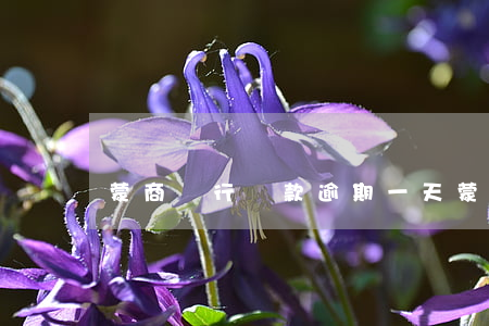蒙商銀行貸款逾期一天(蒙商銀行還款日)