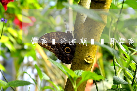 蒙商銀行逾期兩個月(蒙商金融逾期)