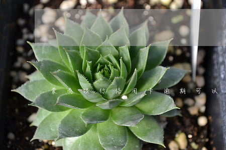 蒙商银行信用卡逾期可以减免吗