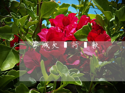 蒙城欠銀行貸款