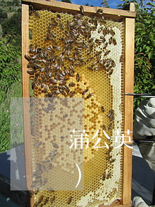 蒲公英貸款逾期兩個月(蒲公英網(wǎng)貸)
