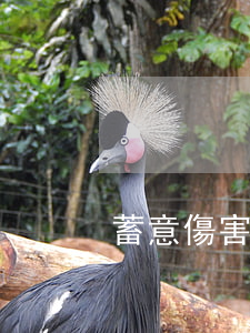 蓄意傷害罪賠償多少(故意傷害罪賠償問題)