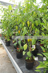 蓮花鎮(zhèn)東升鄉(xiāng)離婚在哪里辦理(蓮花鎮(zhèn)東升鄉(xiāng)離婚在哪里辦理)