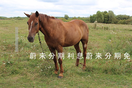 蔚来分期利息（蔚来分期免息吗）