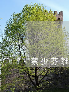 蔡少芬離婚