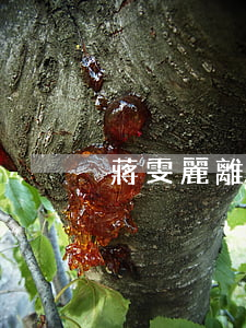蔣雯麗離婚
