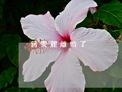 蔣雯麗離婚了