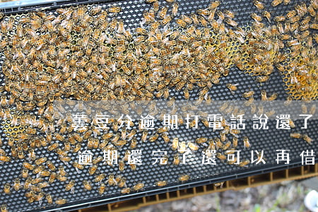 蕓豆分逾期打電話說還了可以再借-蕓豆分逾期還完了還可以再借嗎