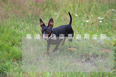 蕪湖科逸商票逾期金額