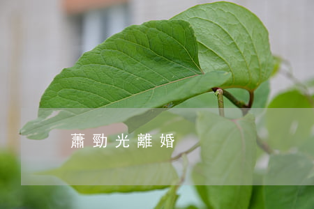 蕭勁光 離婚