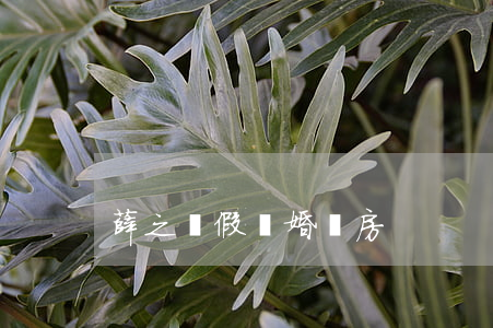 薛之謙假離婚買房