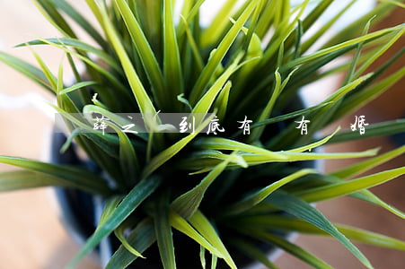 薛之謙到底有沒有離婚