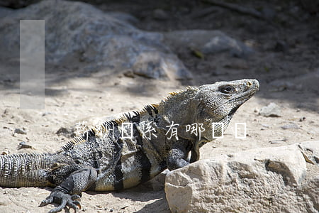 薪酬體系有哪幾種