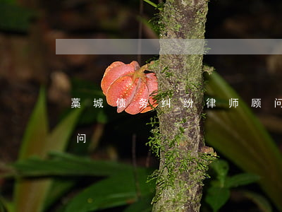 藁城债务纠纷律师顾问(藁城债务纠纷律师顾问)