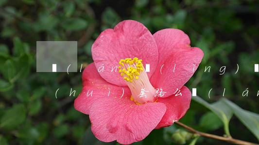藍(lán)領(lǐng)貸逾期一天會(huì)套路么(藍(lán)領(lǐng)貸合法嗎)