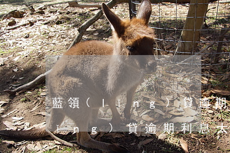 藍領(lǐng)貸逾期利息太高(藍領(lǐng)貸逾期利息太高怎么辦)
