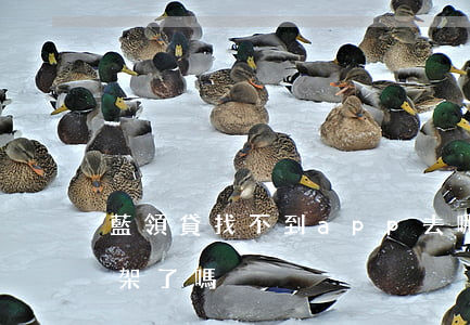 藍領貸找不到app去哪里還款-藍領貸下架了嗎