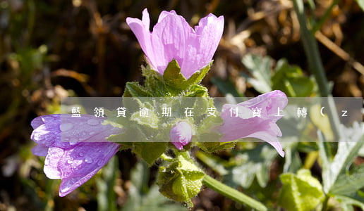 藍領貸逾期在支付寶上轉(zhuǎn)賬